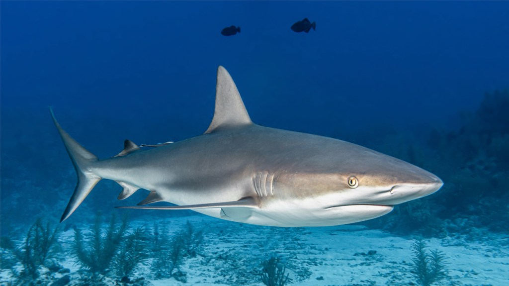 Un tiburón / FREEPIK - WIRESTOCK