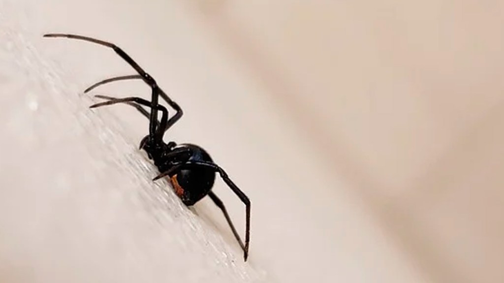 Araña negra / PIXABAY