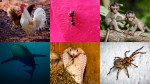 Gallinas, hormiga, monos, tiburón, cobra y araña / FOTOMONTAJE DE PdF