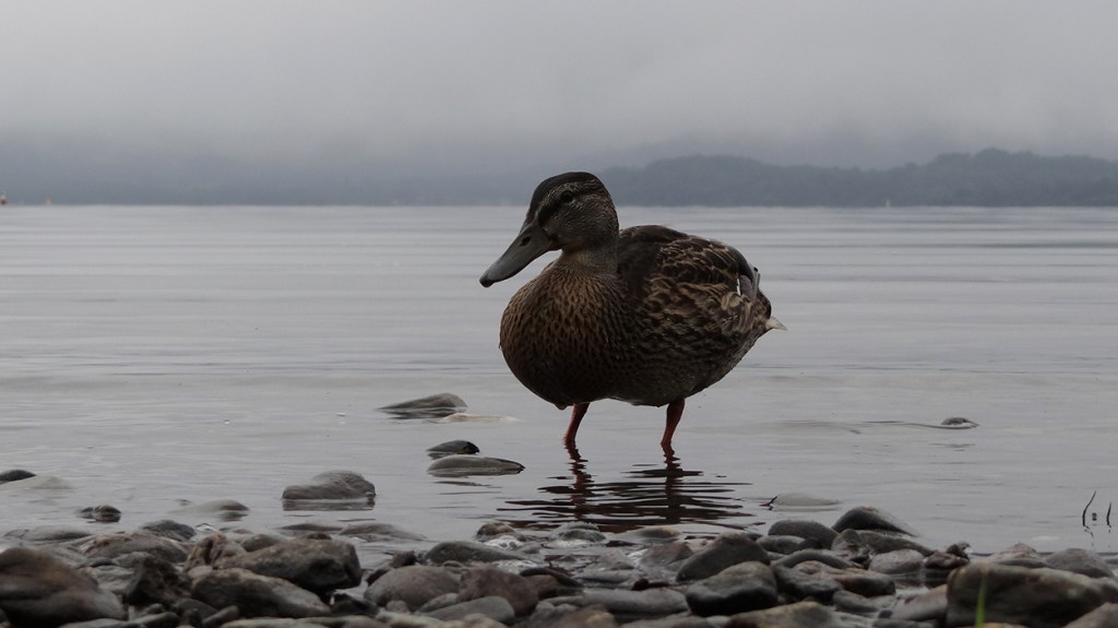 Pato en el Loch Lomond, Escocia / PdF