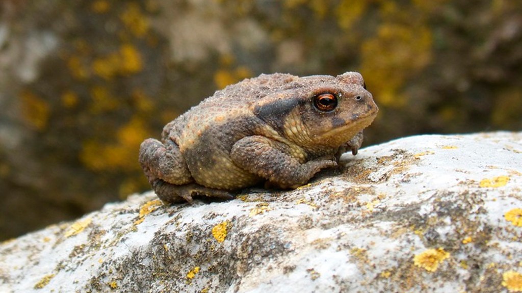 Sapo sobre una roca / PIXABAY
