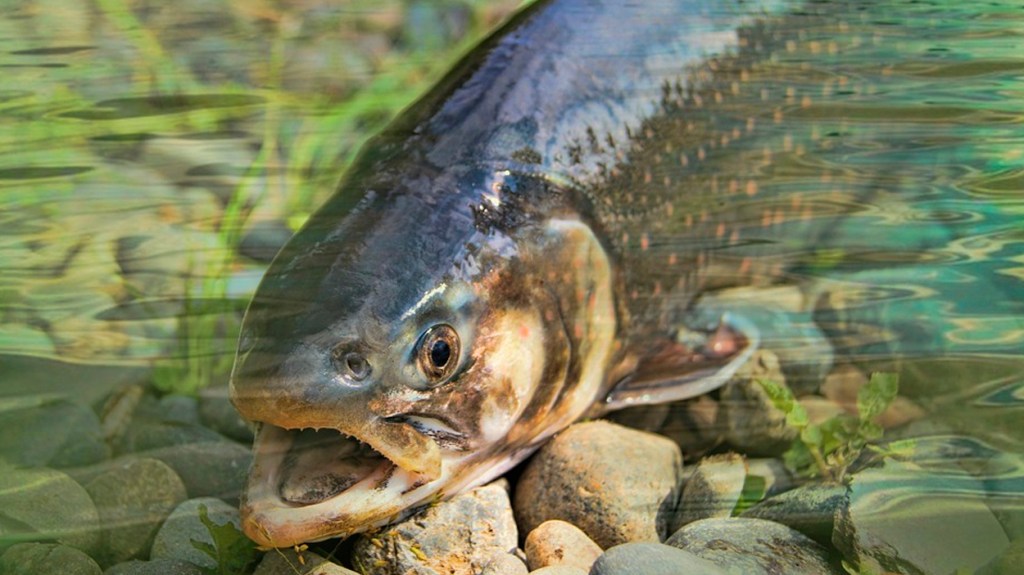 Trucha de río con la boca abierta / PIXABAY