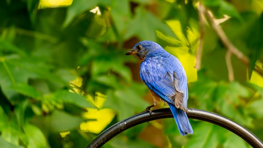 Pájaro azulejo / PIXABAY