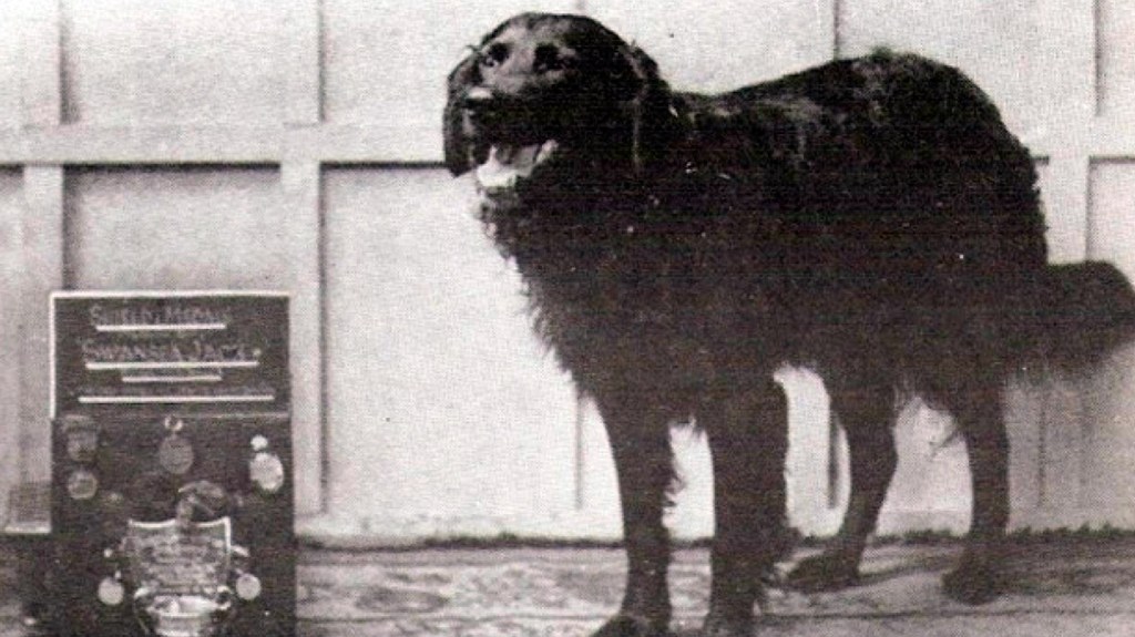 El heroico perro Jack de Swansea / SWANSEA