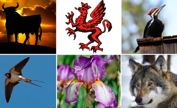 Toro, grifo, pájaro carpintero, golondrina, lirio y lobo, algunos de los motes de los equipos de fútbol de Italia y sus seguidores / FOTOMONTAJE DE PdF