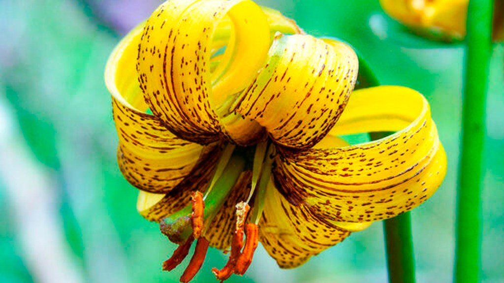 Lirio bosniaco / ALAMY