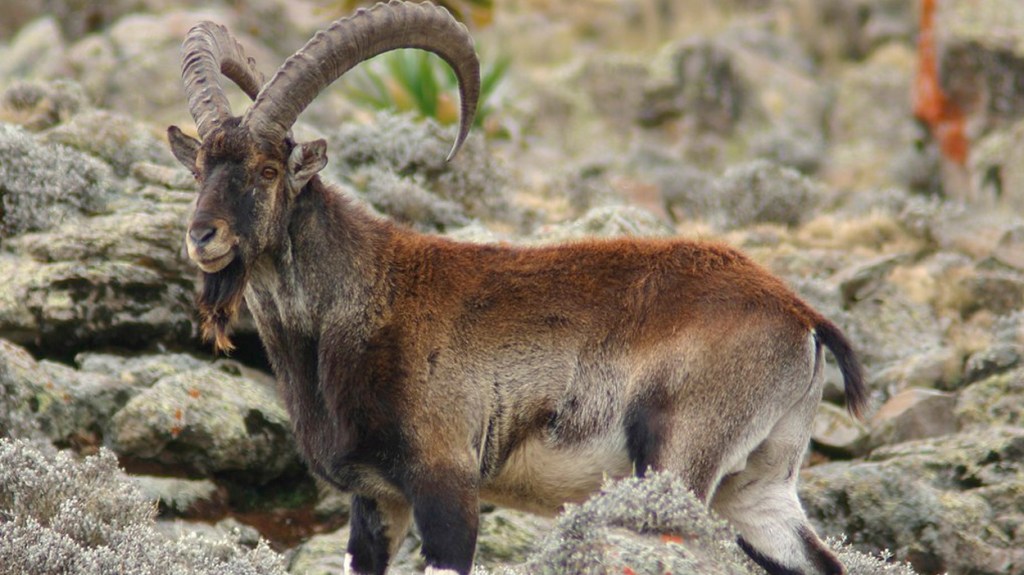 Walia Ibex / LEONARD A. FLOYD