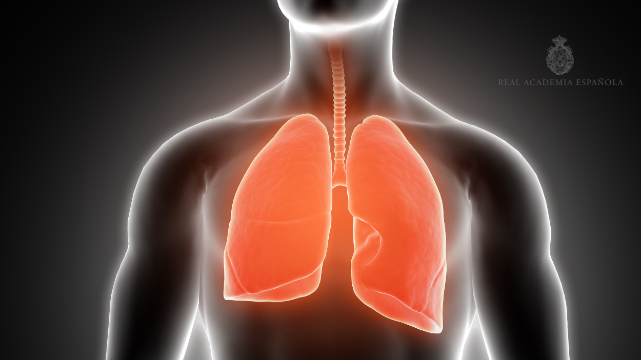 Unos pulmones / Freepik